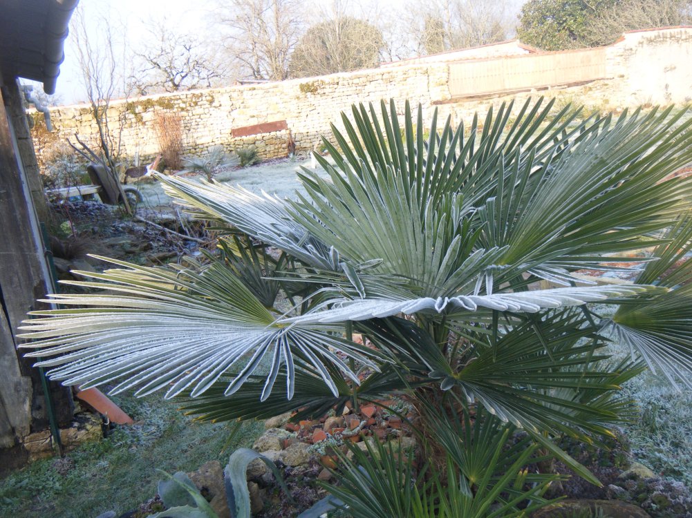 DSCF1538 (copie).JPG