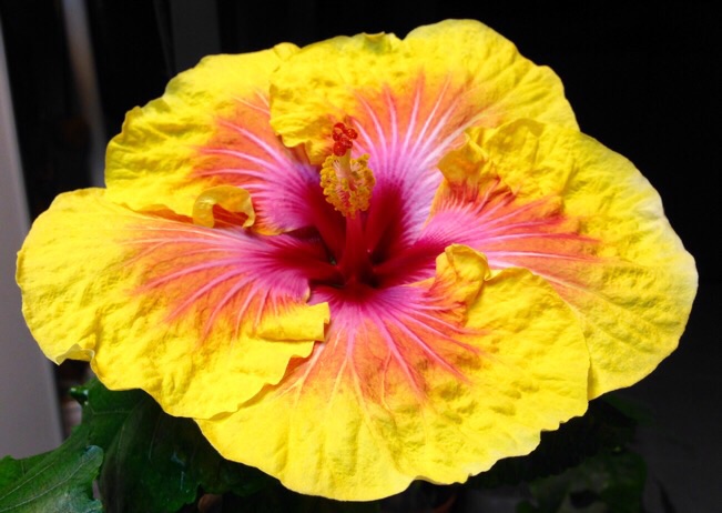 Tahitian Christmas