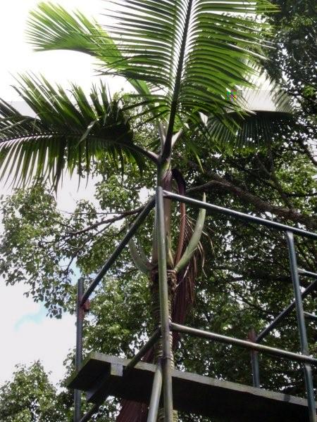 Hyophorbe amaricaulis au jardin de Curepipe en février 2008