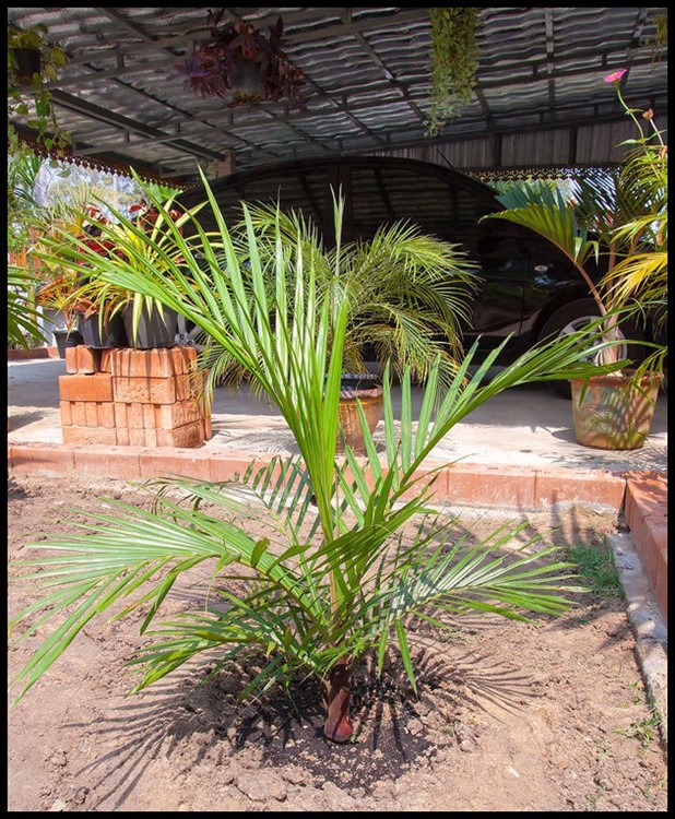 Dypsis leptocheilos 1.jpg