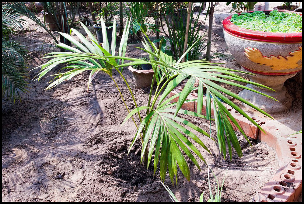 Carpoxylon macrospermum.jpg