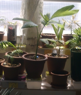 Chamaedorea tepejilote 18 avril 2010.jpg