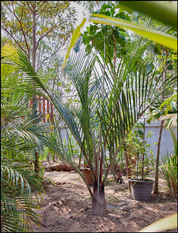 Dypsis decaryi 2015-01-22.jpg