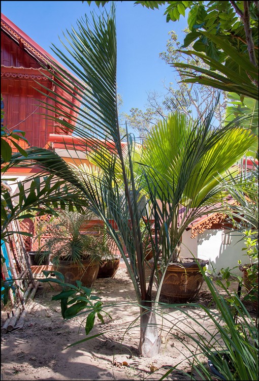 Dypsis decaryi 2015-01-12.jpg