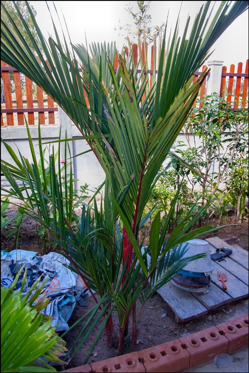 Cyrtostachys renda (2) 2014-11-27.jpg