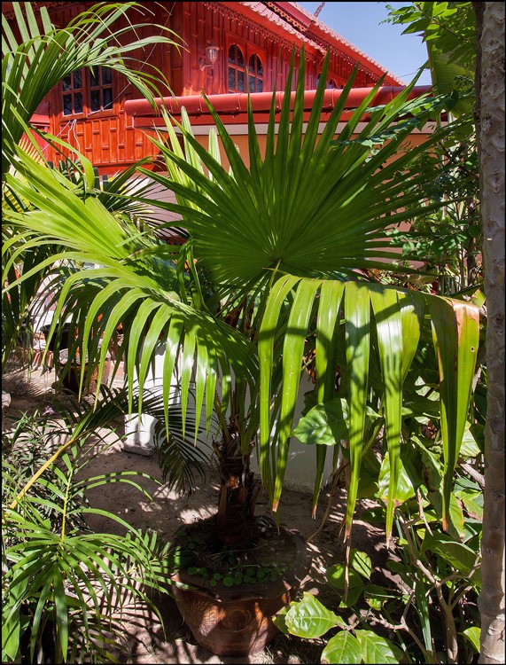 Saribus rotundifolius (1) 2015-01-12.jpg