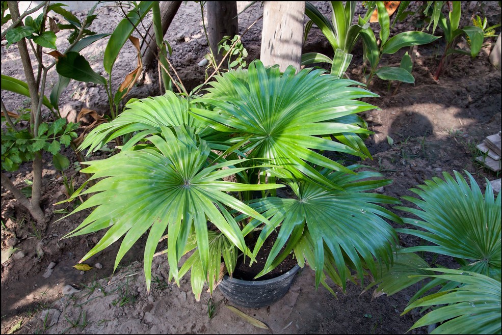 Saribus rotundifolius (2) 2014-11-28.jpg