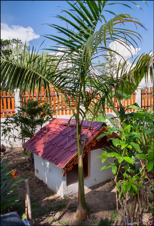 Roystonea regia (2014-11-28).jpg