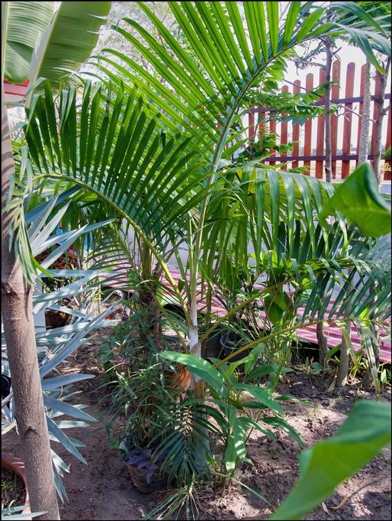 Dypsis lutescens (1) 2014-11-27.jpg
