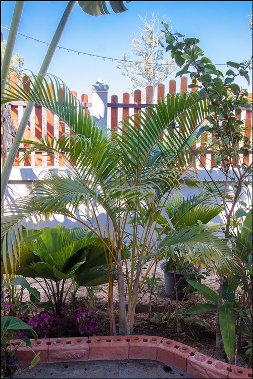 Dypsis lutescens (2) 2015-01-14.jpg