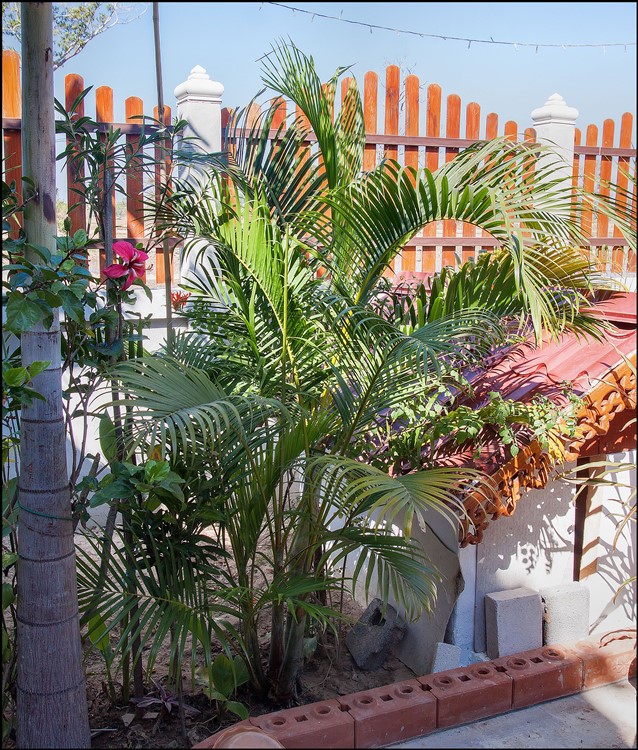 Dypsis lutescens (3) 2015-01-14.jpg