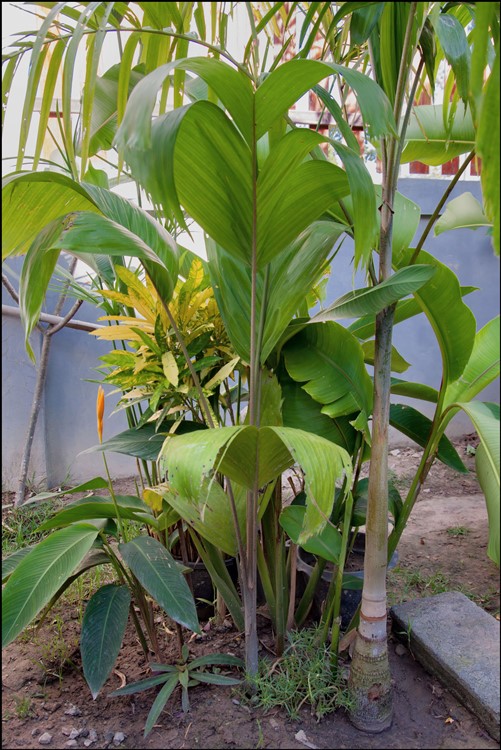 Carpentaria acuminata (3) 2014-11-17.jpg