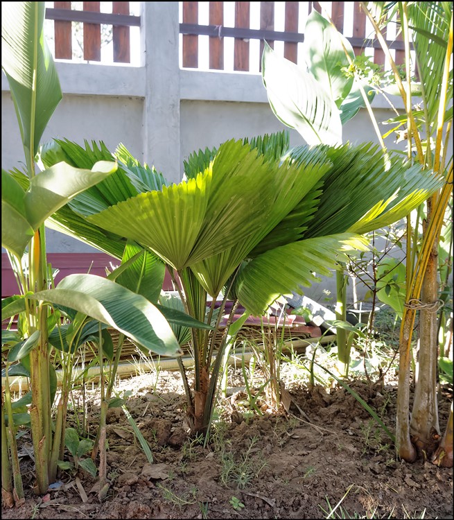 Licuala grandis (1) 2014-09-04.jpg