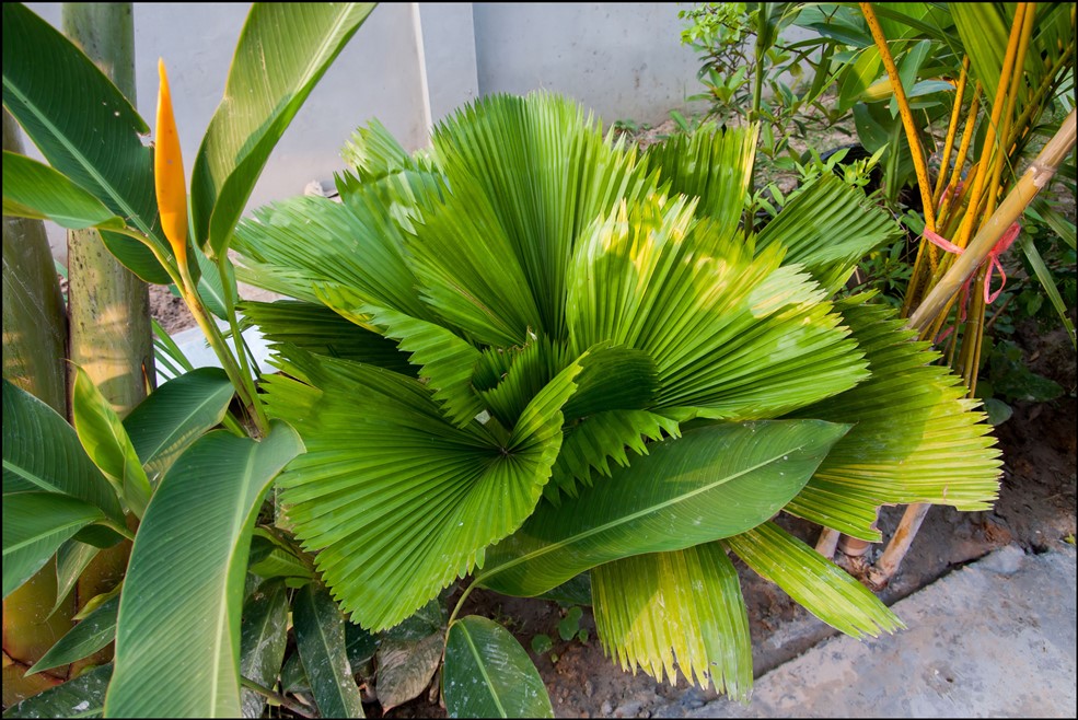 Licuala grandis (1) 2014-10-10.jpg