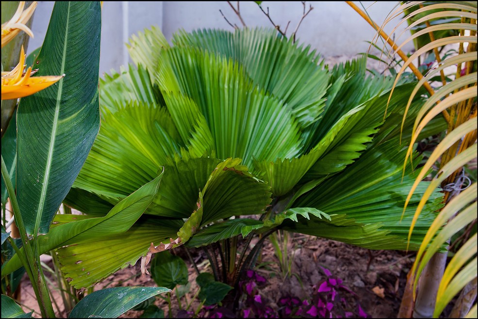 Licuala grandis (2) 2015-01-14.jpg