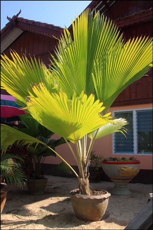 Pritchardia pacifica 2014-01-27.jpg