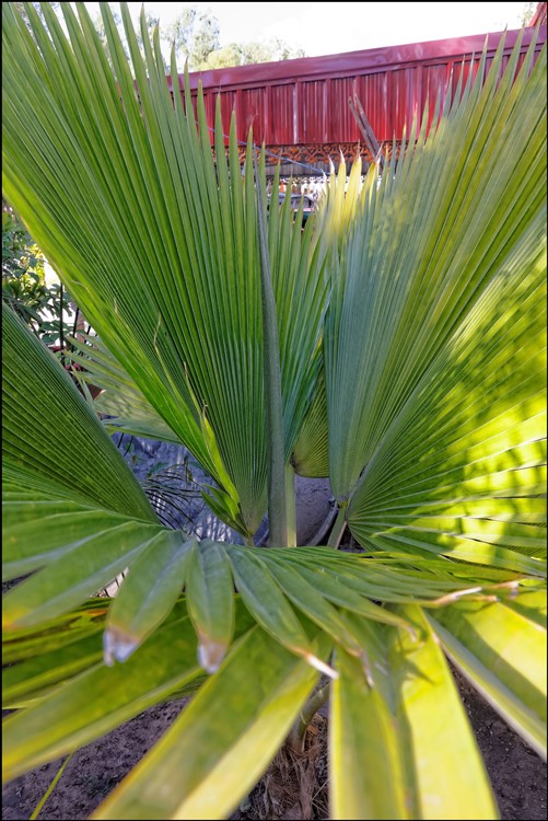 Pritchardia pacifica 2015-01-12.jpg