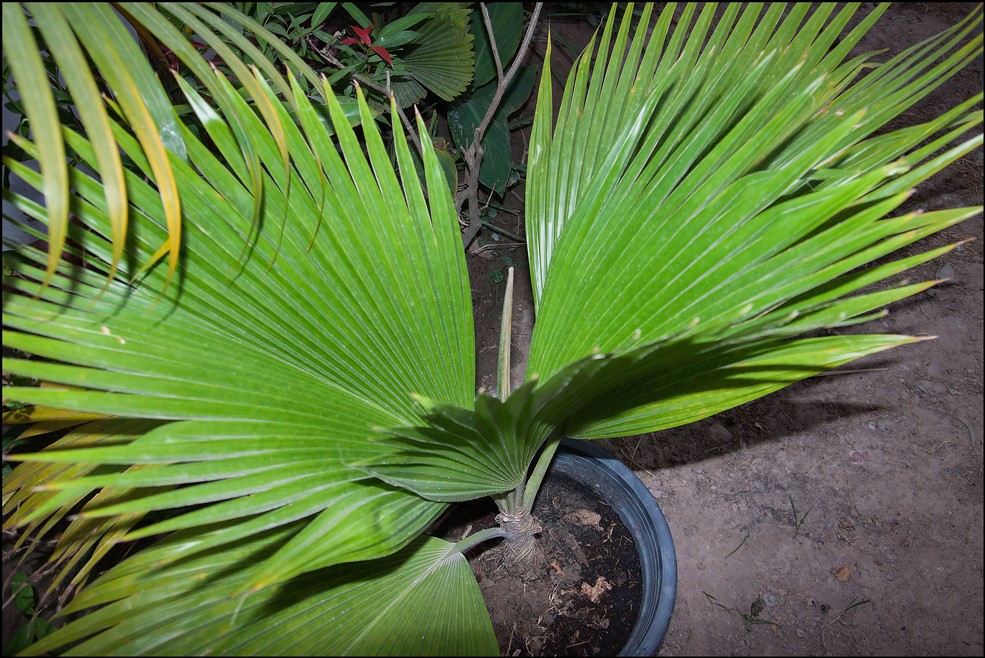 Pritchardia sp.jpg