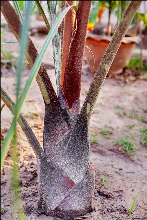 Dypsis decaryi 2015-01-30 [1].jpg