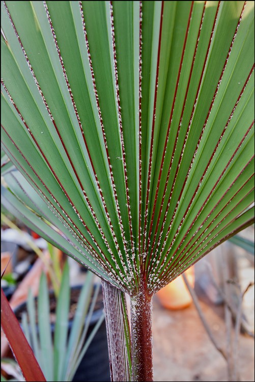 Latania lontaroides 2015-01-30 [4].jpg