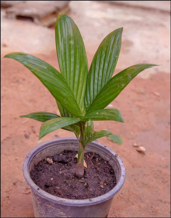 Areca catechu dwarf (Laos) 2014-01-17.jpg