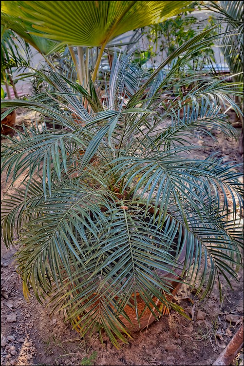 Phoenix roebelenii 2014-12-18.jpg