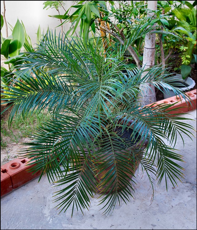 Phoenix roebelenii 2015-01-20.jpg