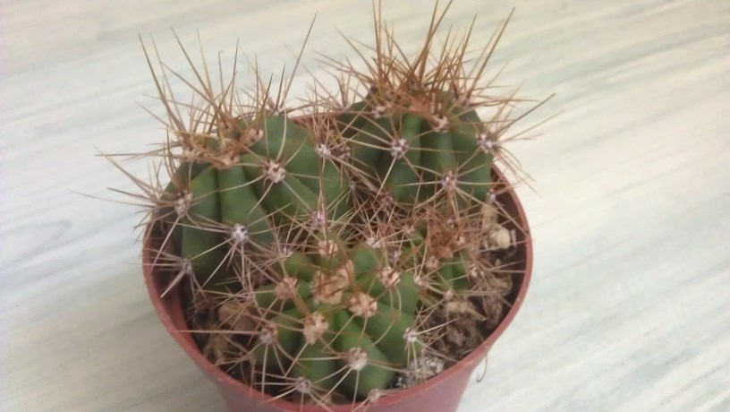 IMAG1260 (816 x 460).jpg