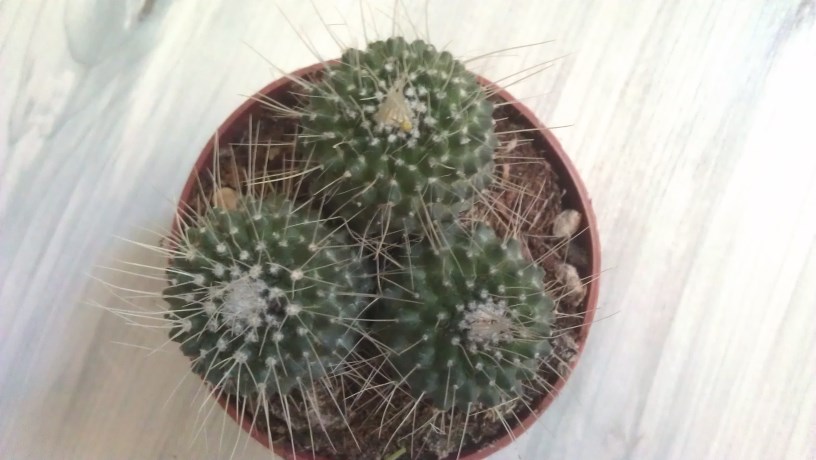 IMAG1265 (816 x 460).jpg