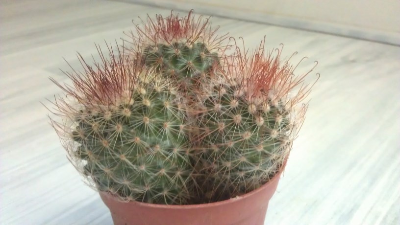 IMAG1268 (816 x 460).jpg