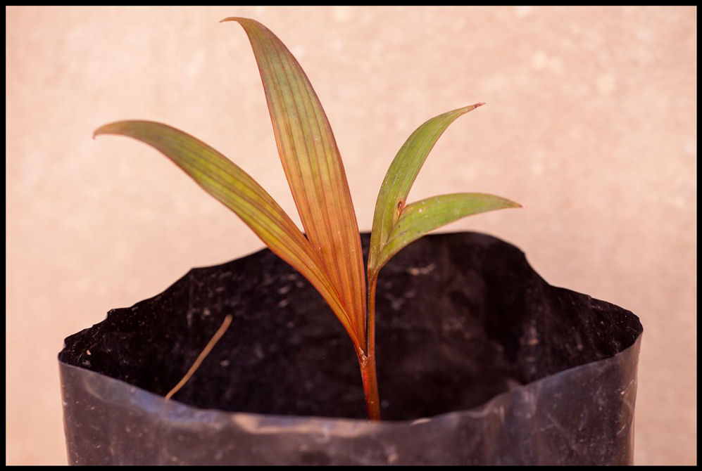 Areca vestiaria 2014-12-18.jpg