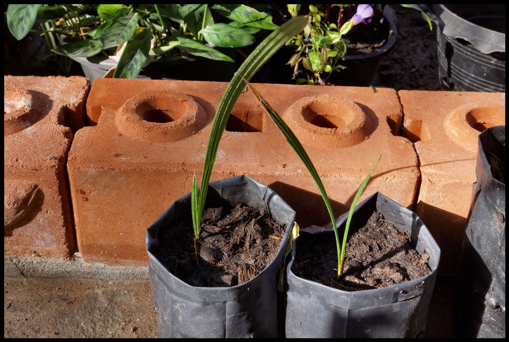 Chamareops humilis 2014-12-03.jpg