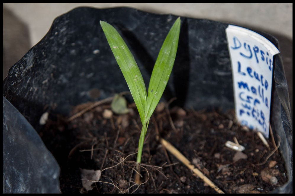 Dypsis leucomalla 2014-11-15 [1].jpg