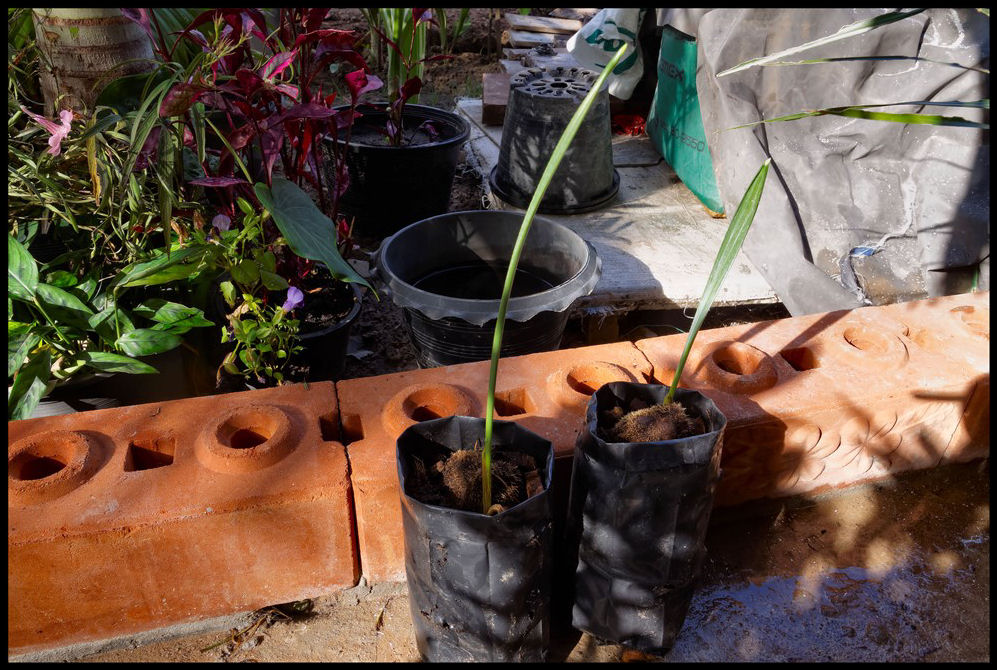 Hyphaene thebaica (1) 2014-12-03.jpg