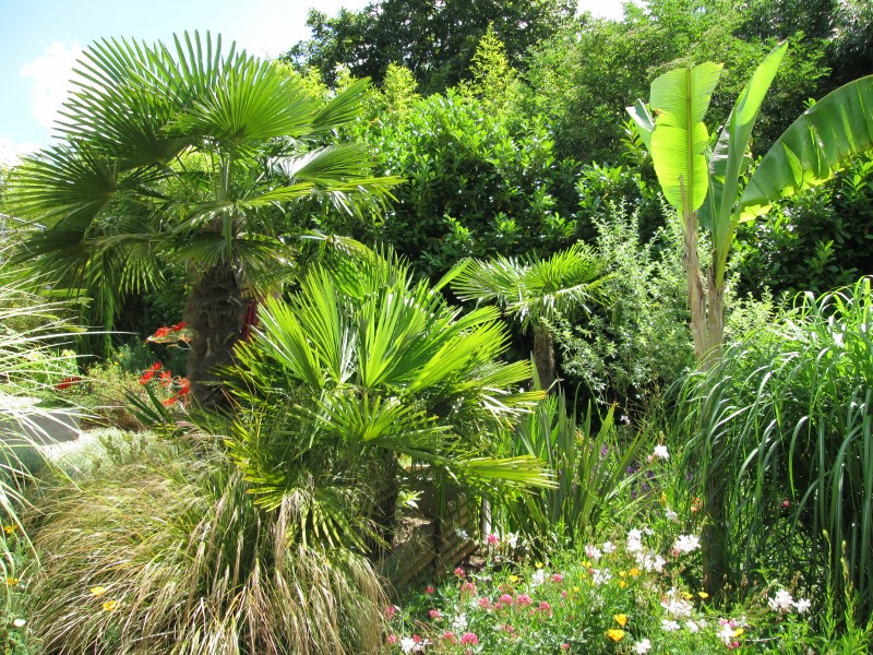 photo jardin printemps 2014 138 (800x600).jpg