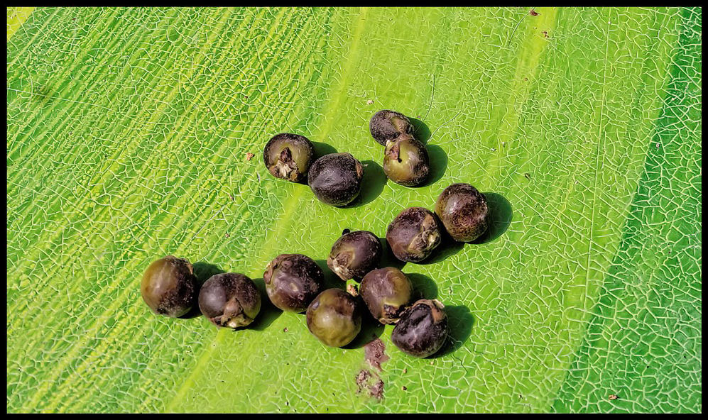 Arenga hookeriana 1.jpg