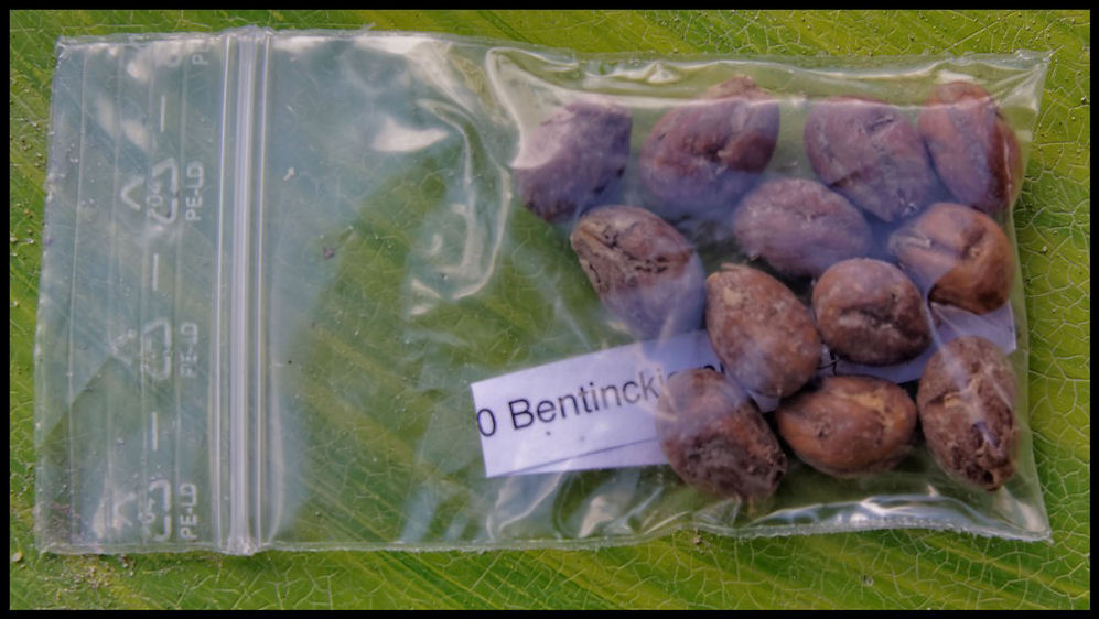 Bentinckia nicobarica 2014-12-27.jpg