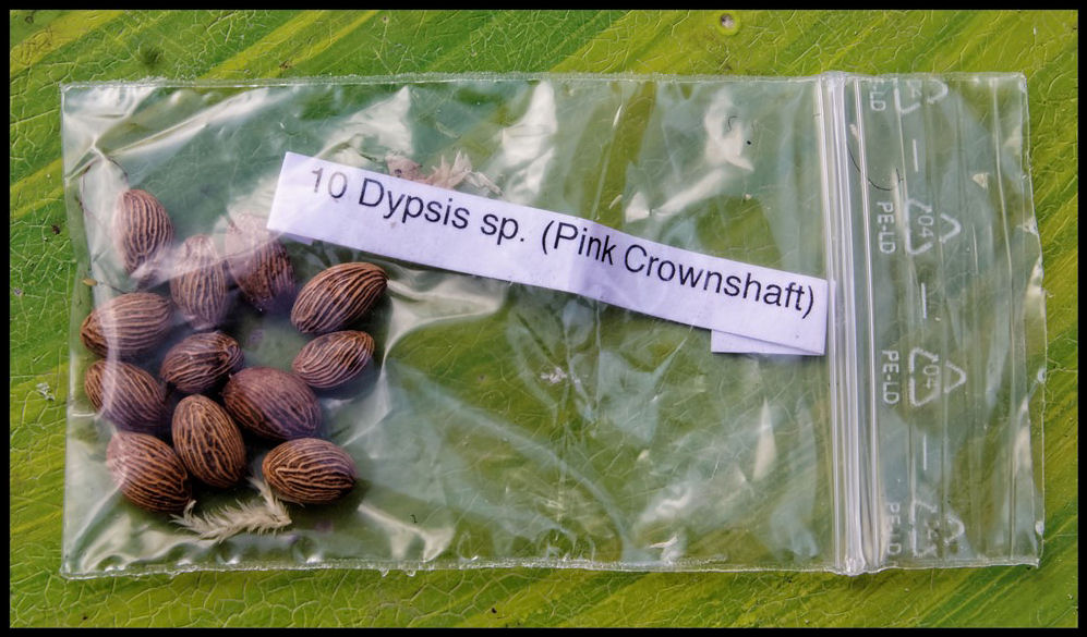 Dypsis sp (pink crowsnhaft).jpg