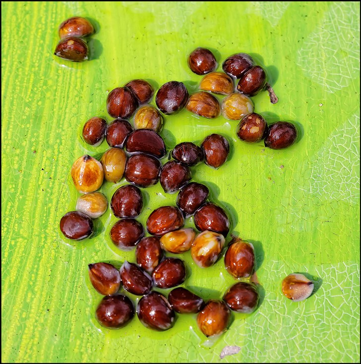 Arenga hookeriana 2.jpg