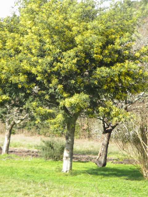 Mimosa 4.jpg