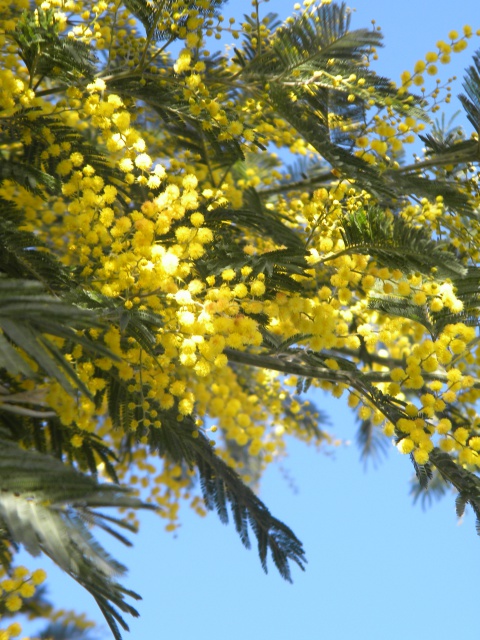 Mimosa.jpg