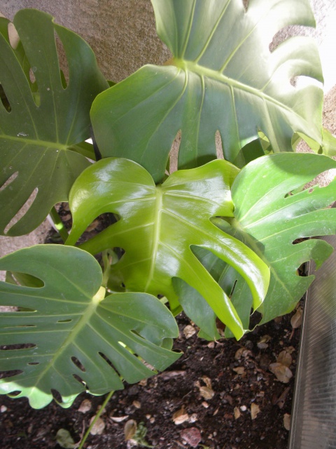Monstera Deliciosa nouvelle feuille.jpg