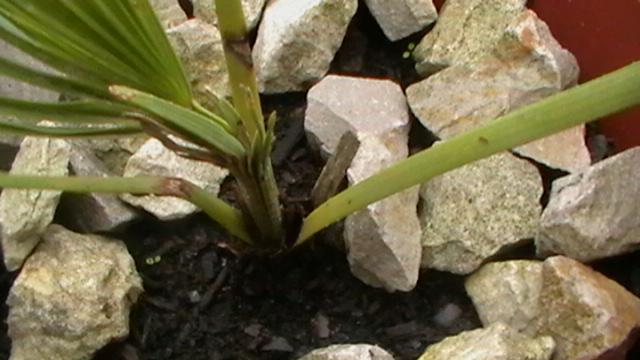 IMGA0810.JPG