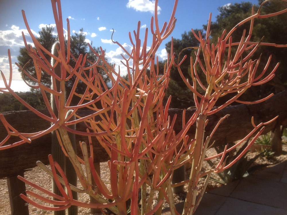 red pencil tree.jpg