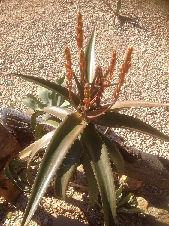A vaombe flo.jpg