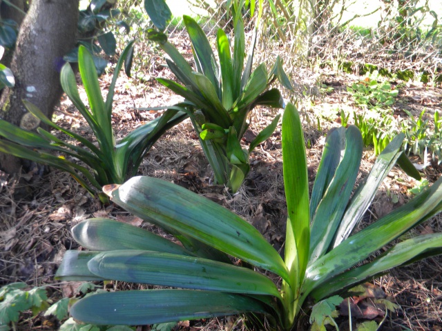Clivia.jpg