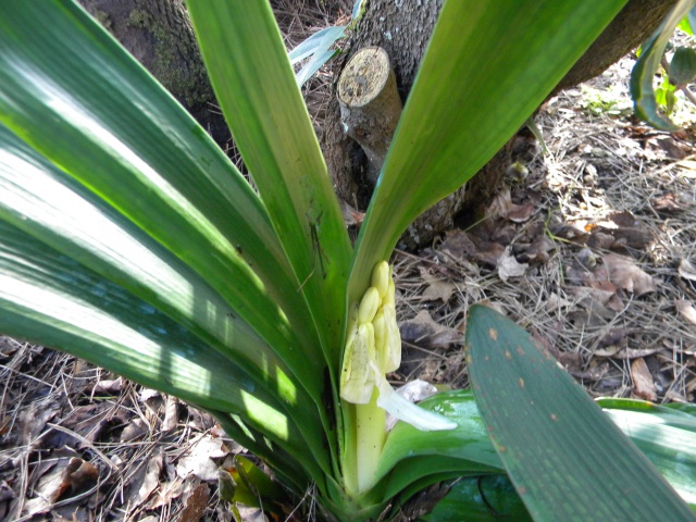 Clivia ( en bouton ).jpg