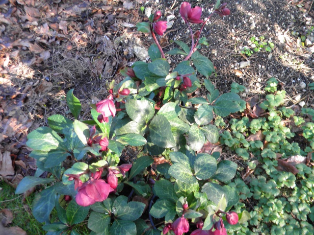 Helleborus x Anna's Red.jpg