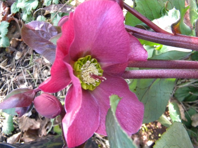 Helleborus x Anna's Red ( détail ).jpg