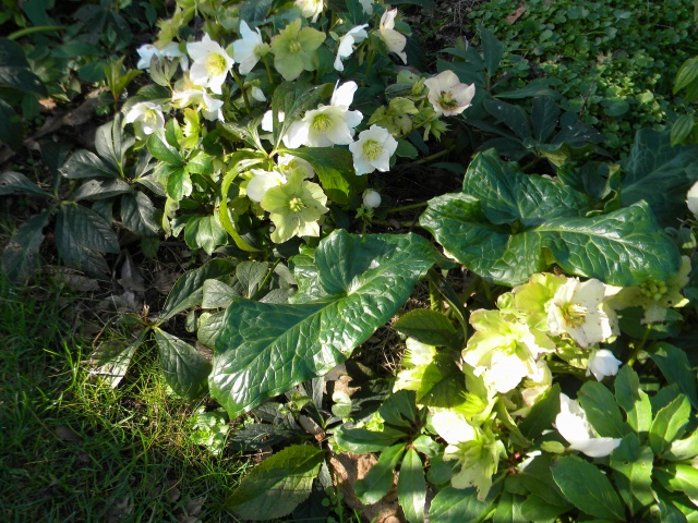 Hellebore x nigercor White.jpg